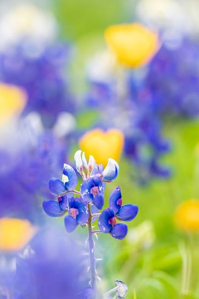 Wilson, Emily M. 아티스트의 Johnson City-Texas-USA-Bluebonnet wildflowers in the Texas Hill Country작품입니다.